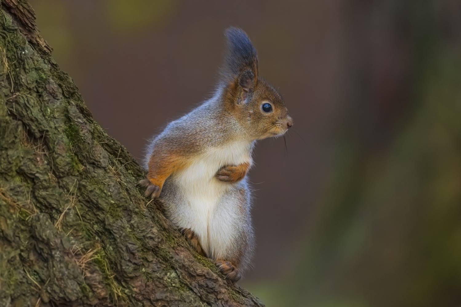 белка, Руслан Pl