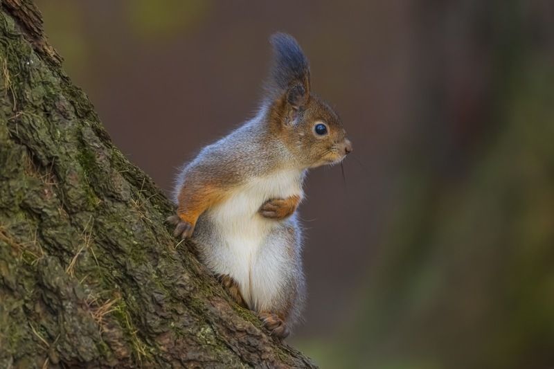 белка  фото превью