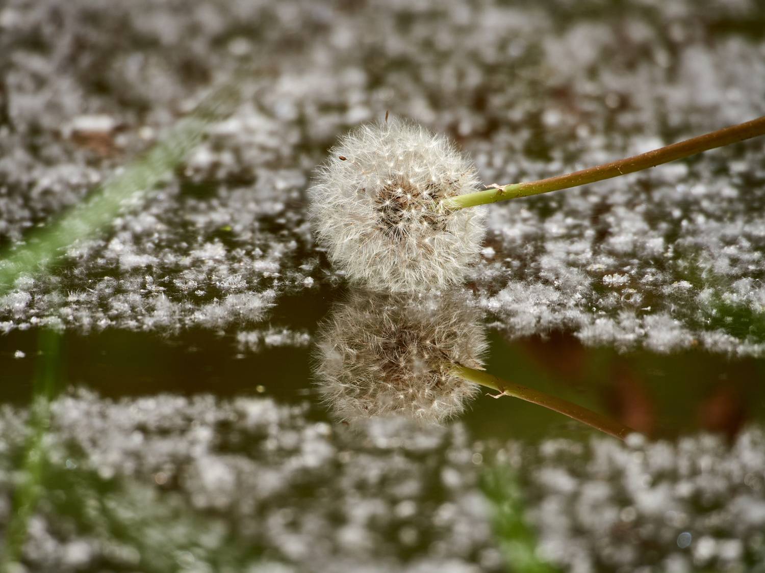 отражение, Михаил