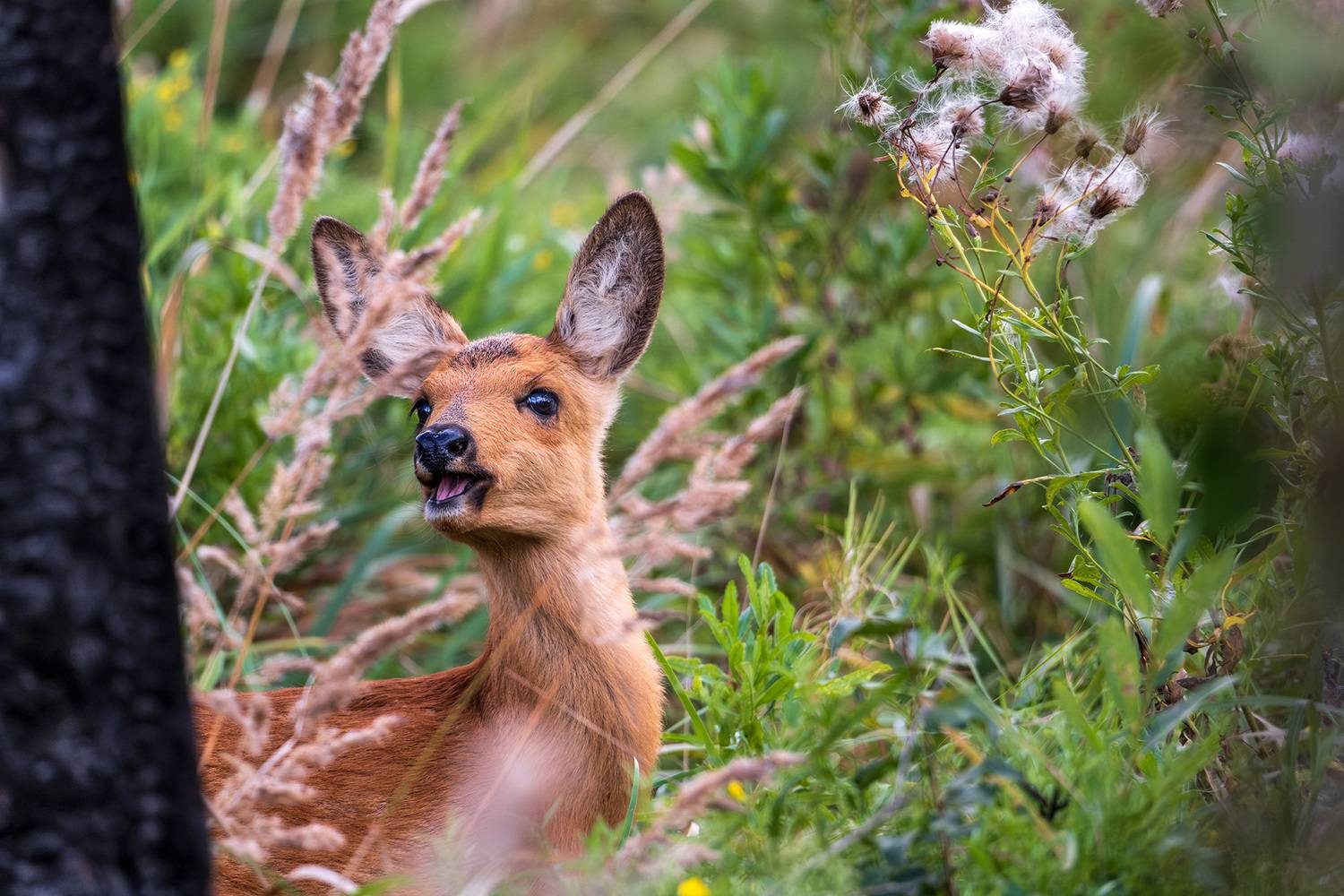 , Бодрягин Виталий