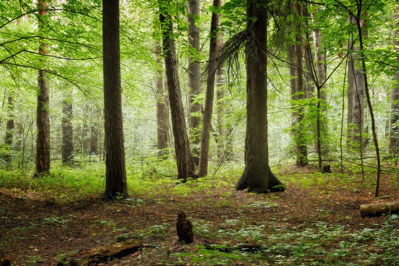В летнем лесу фото превью