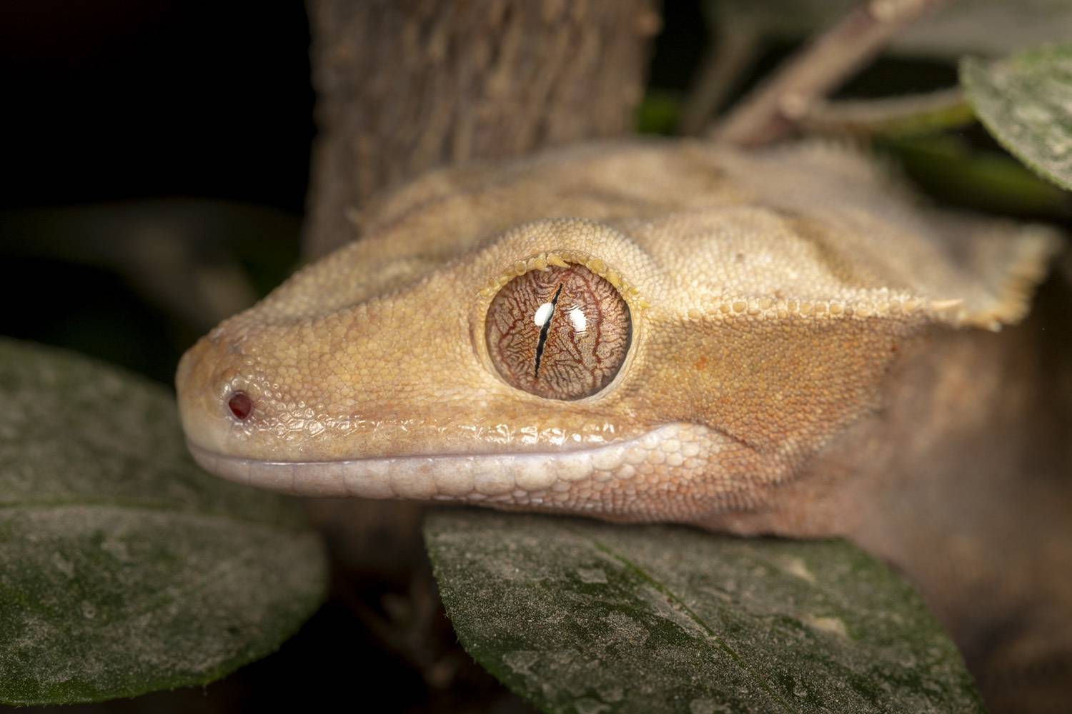 pets, reptile, animals, macro, Nikolay Tatarchuk