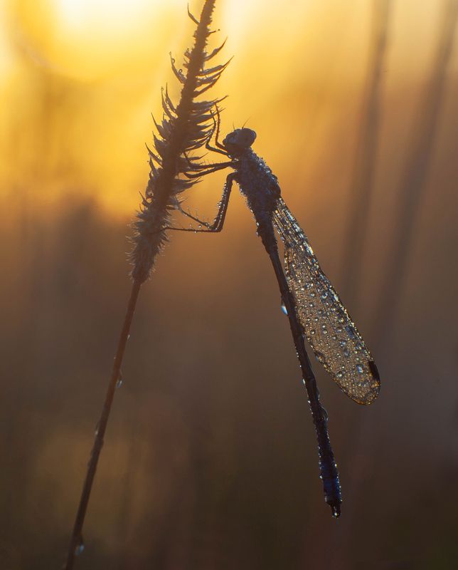 рассвет, стрекоза  фото превью