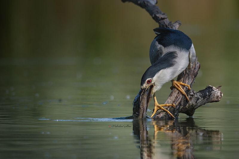 фотоохота, птица, кваква, цапля \