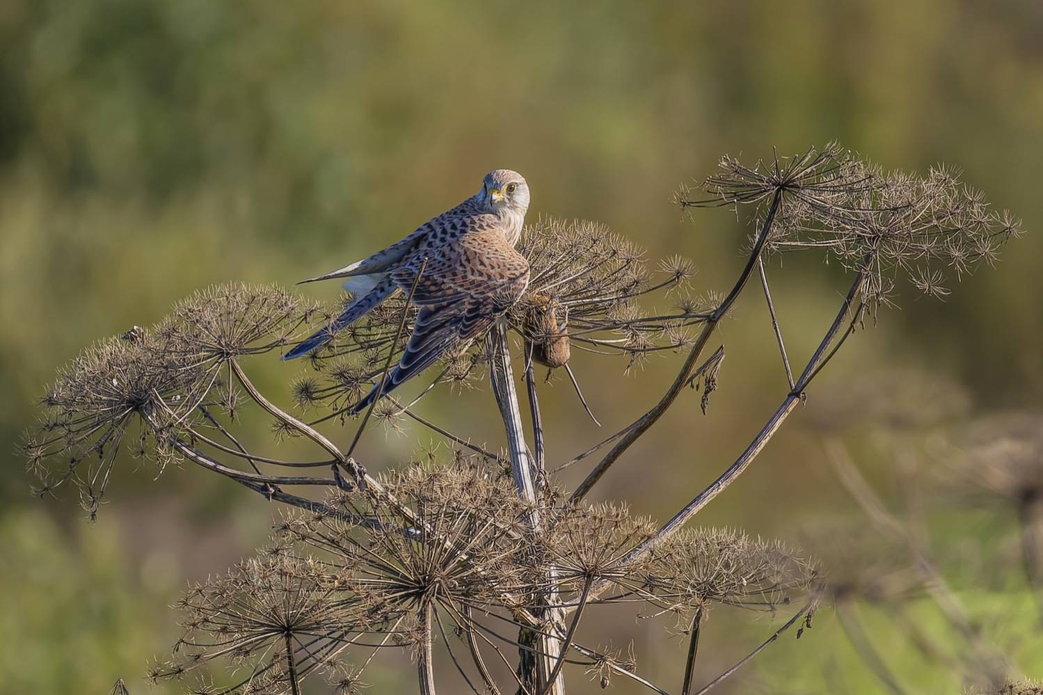 пустельга, птицы, сокол, Руслан Pl