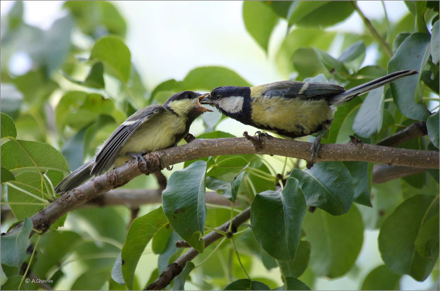птицы,синицы,птенец,кормление, Александр Чувилин