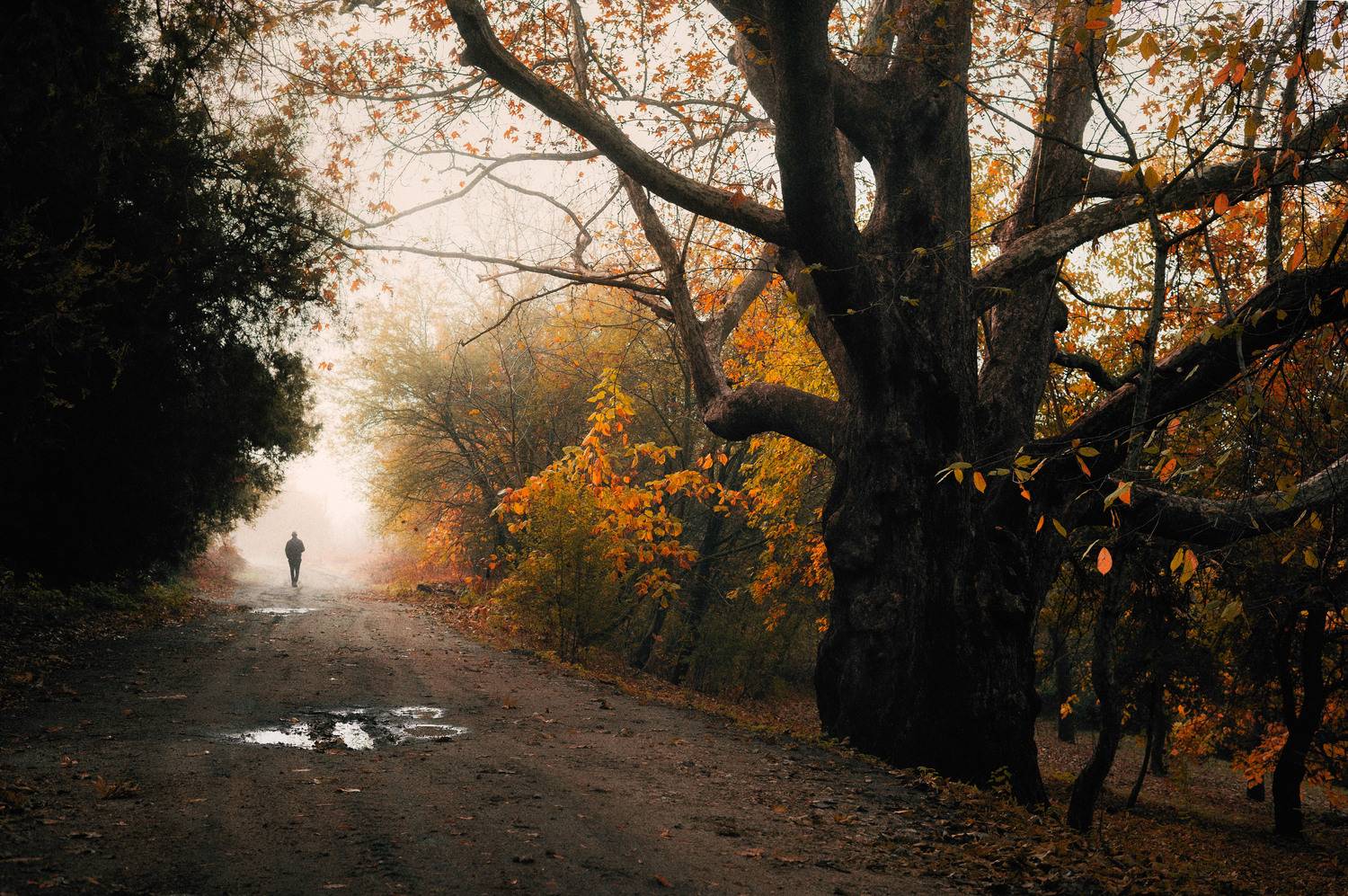 осенний лес, туман, одинокий путник, одиночество, тропинка, природа, прогулка, тишина, меланхолия, золотая листва, атмосфера, уединение, рассвет, прохожий, осенний пейзаж, загадочность, лесная дорога, деревья, осень, Oleg Suhenko