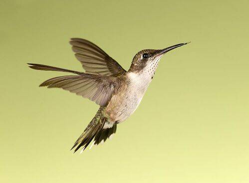 Ruby-throated Hummingbird -Рубиновогорлый Колибри. самка