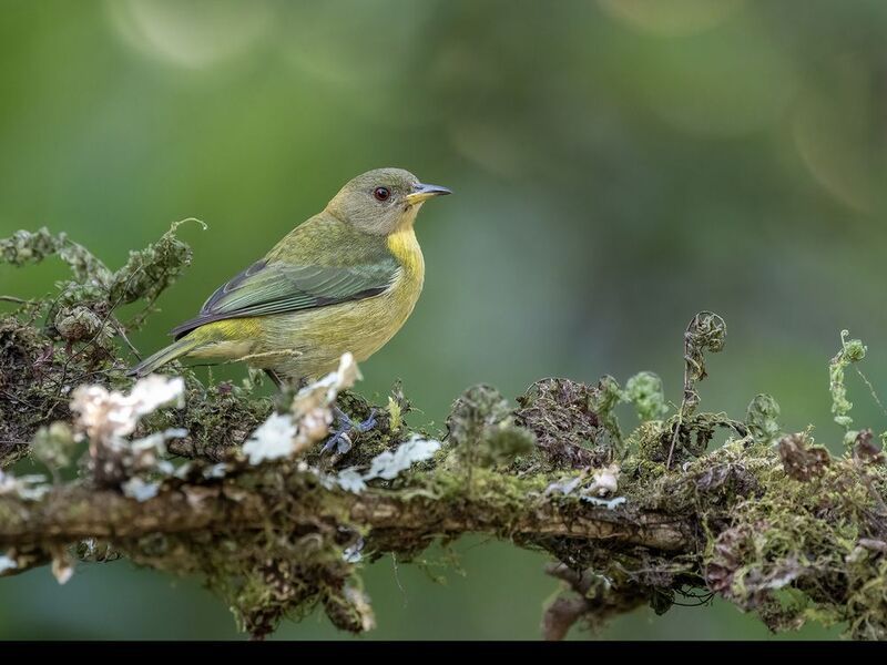 Golden-collared Honeycreeper (Female) фото превью