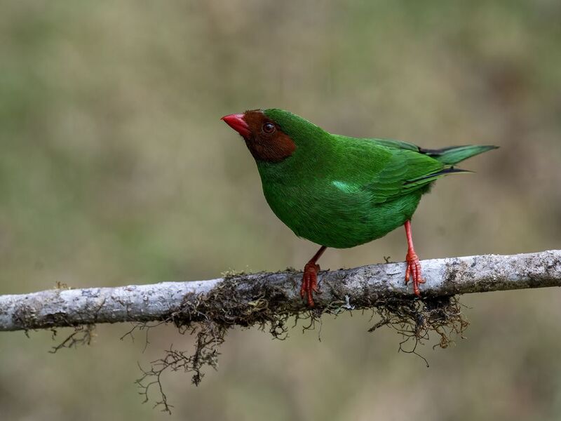 Grass-green Tanager фото превью