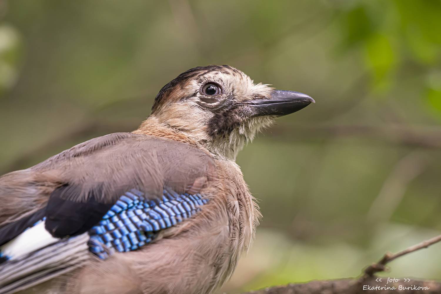 , Бурикова Екатерина