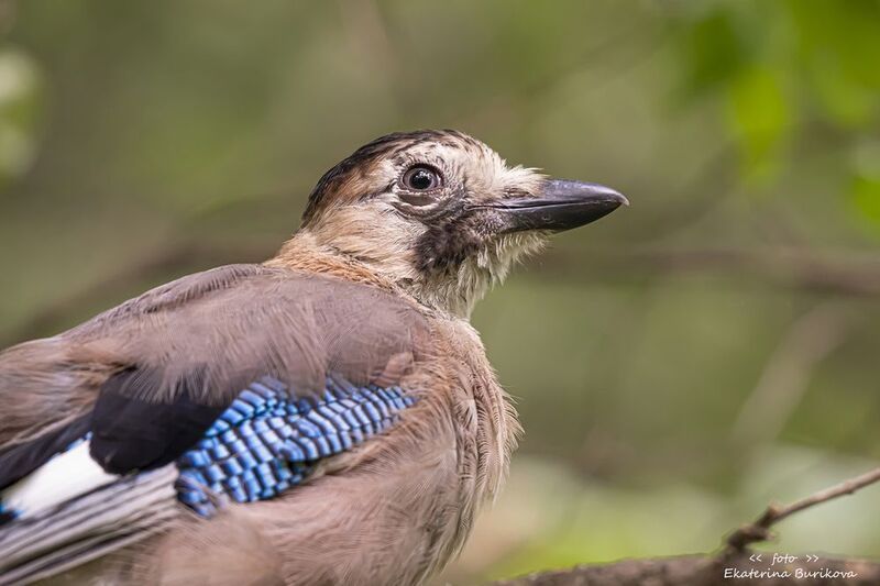 Сойка. фото превью