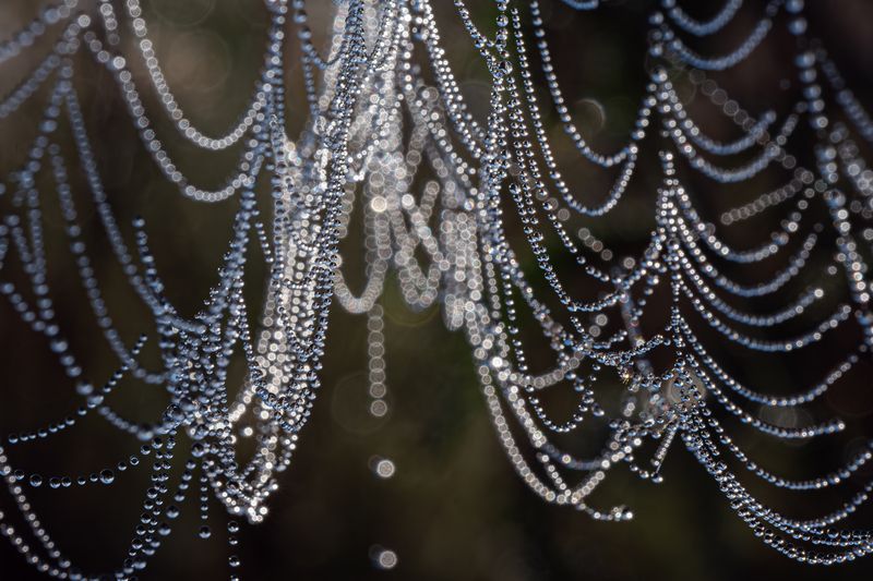Ожерелье, из утренней росы.  фото превью
