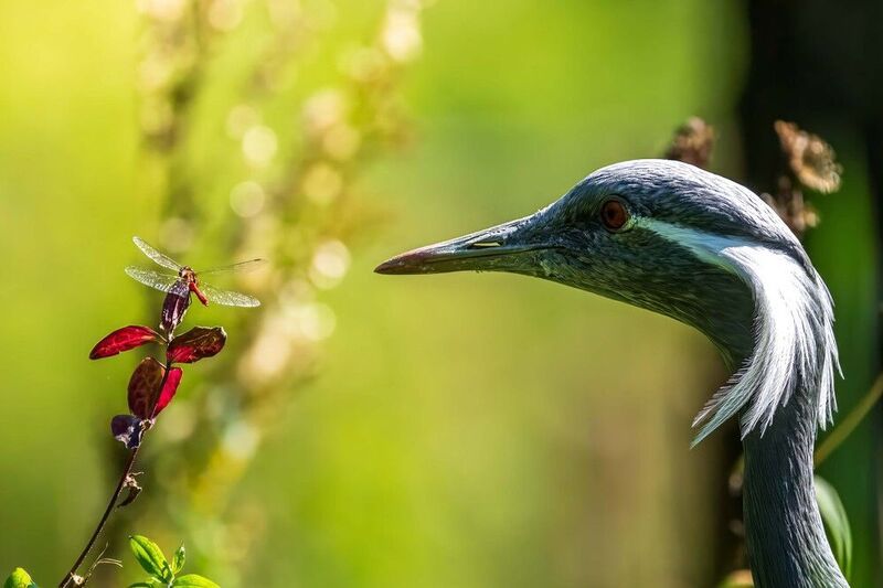 Последний миг стрекозы фото превью