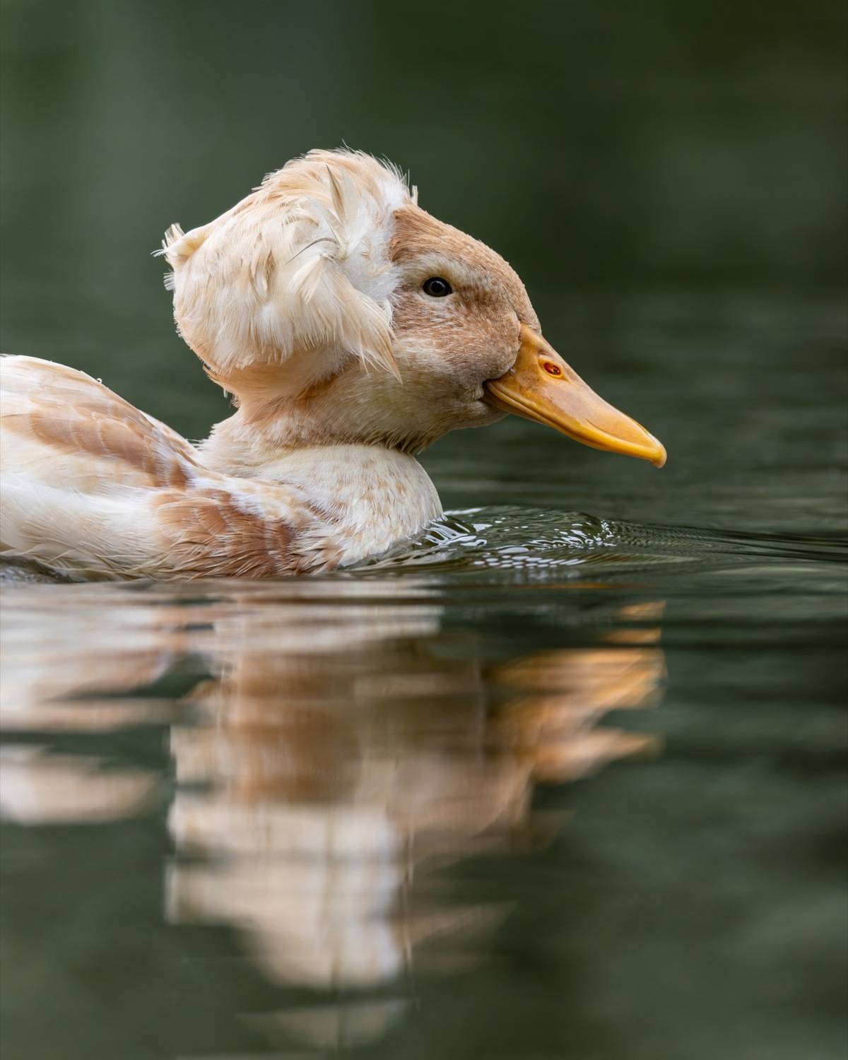 птицы, утка, хохлатая утка, Руслан Pl