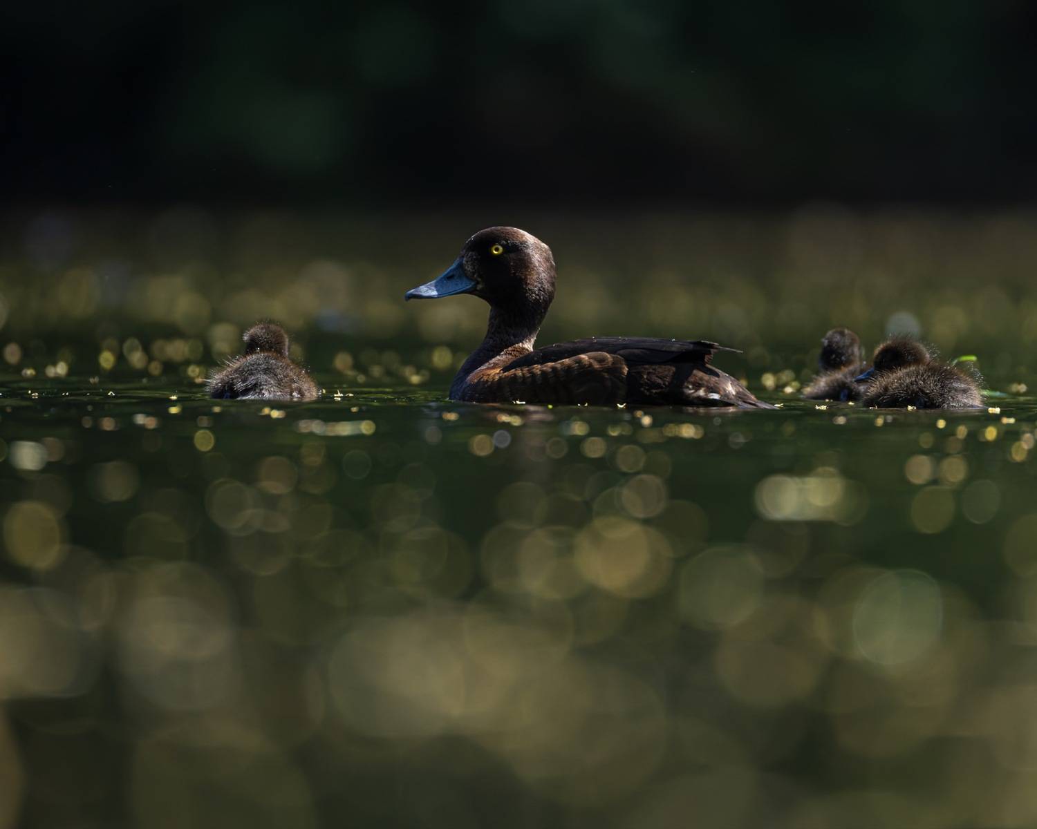 хохлатая чернеть, утка, нырок, птицы, пруд, контражур, утенок, Руслан Pl