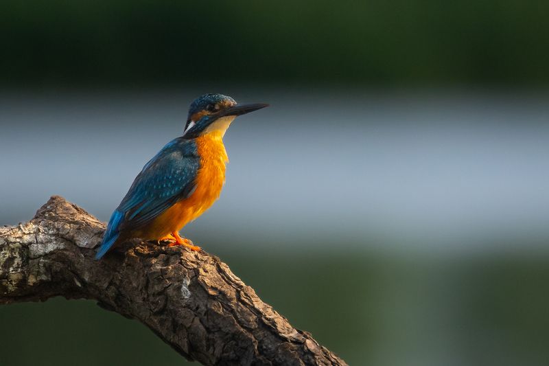 Зимородок фото превью