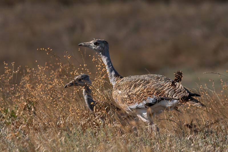 Otis tarda фото превью