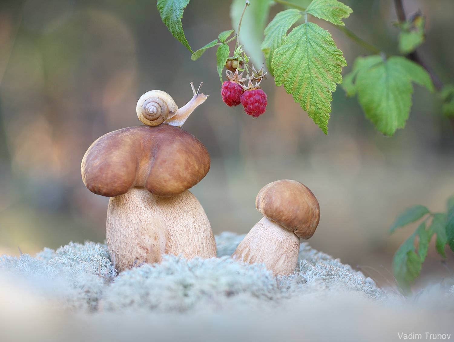 улитка, гриб, Вадим Трунов