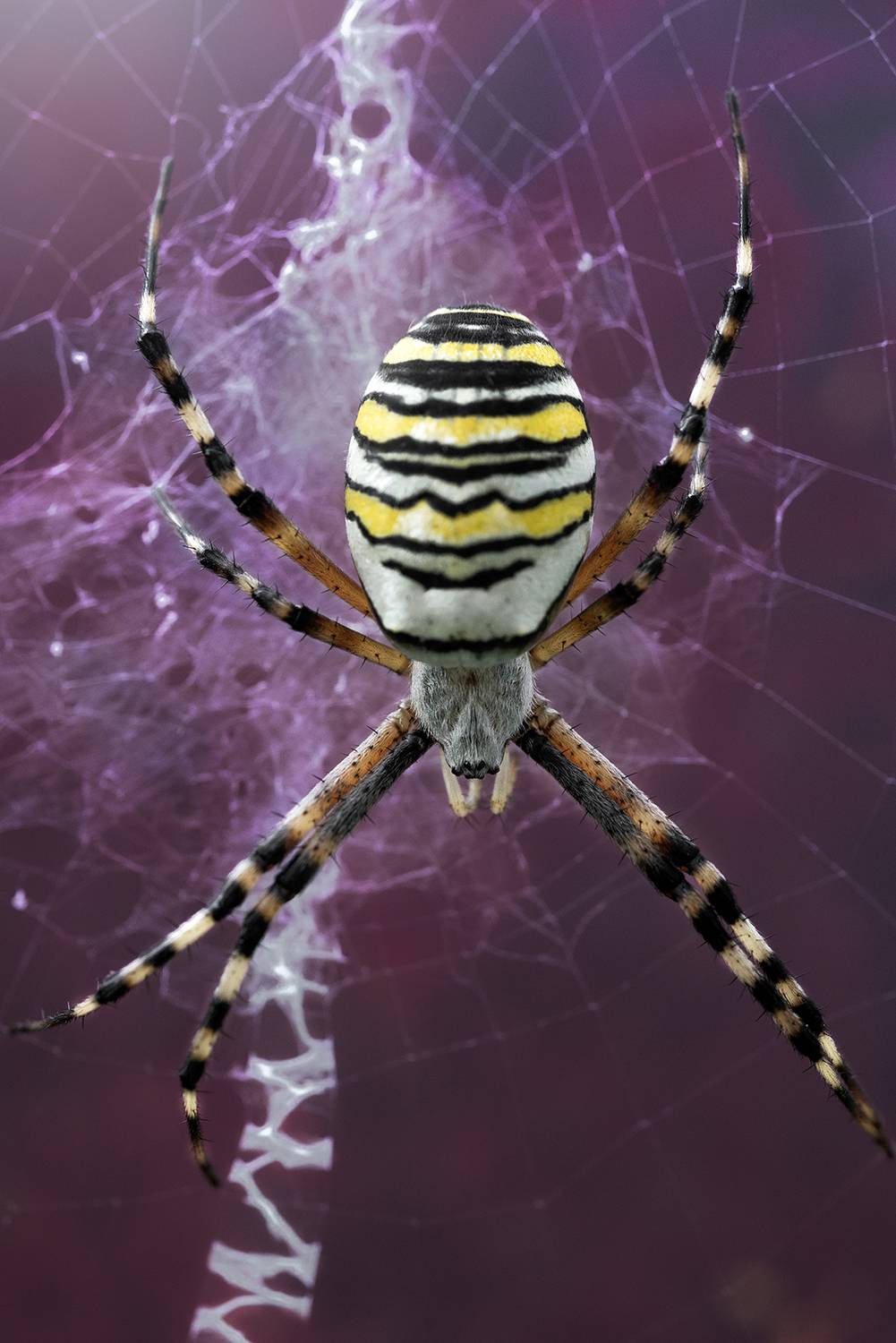 , Калёв Сергей