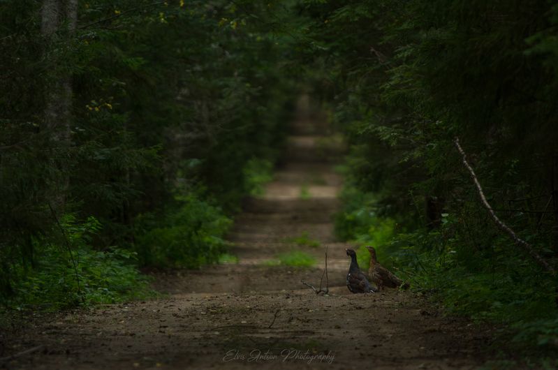 птицы, природа, Жители заповедного леса фото превью