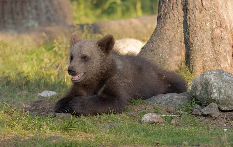 brown bear, bear, nature, wildlife, woods, canon Brown Bear Cub фото превью