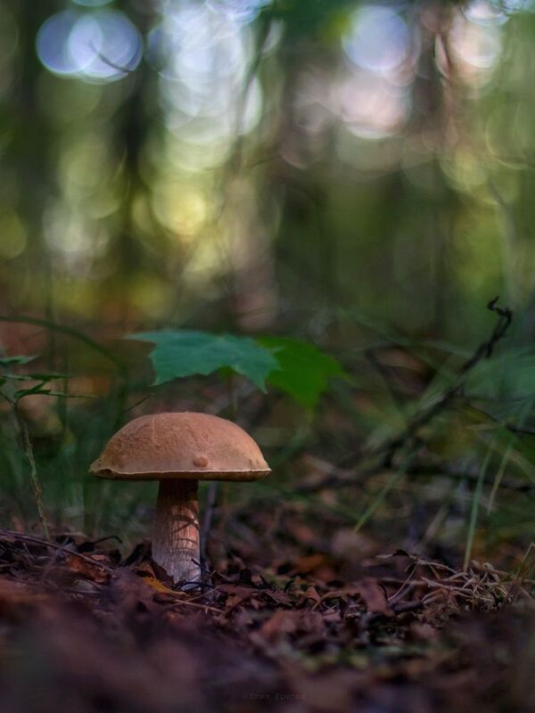 гриб, подберёзовик *** фото превью