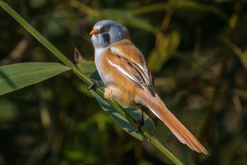 усатая синица, птицы, пернатые Слегка взъерошен и взлохмачен, но всё равно франт фото превью