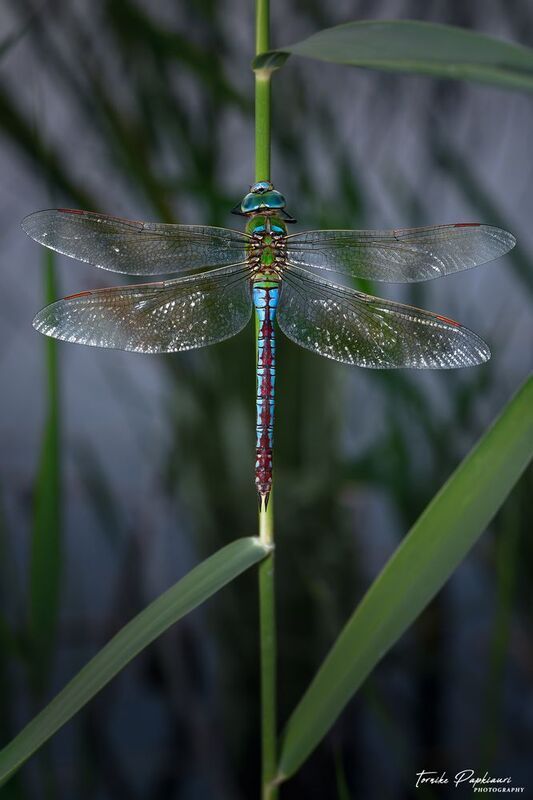 DRAGONFLY фото превью