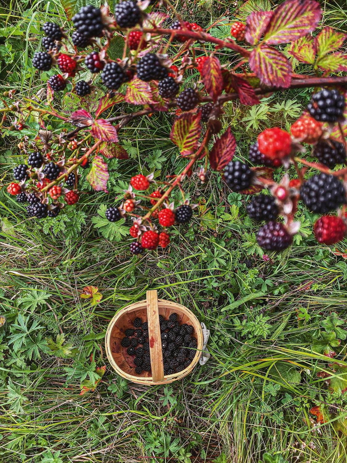 , Алинция Савельева