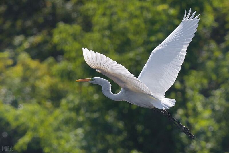 Большая белая цапля фото превью