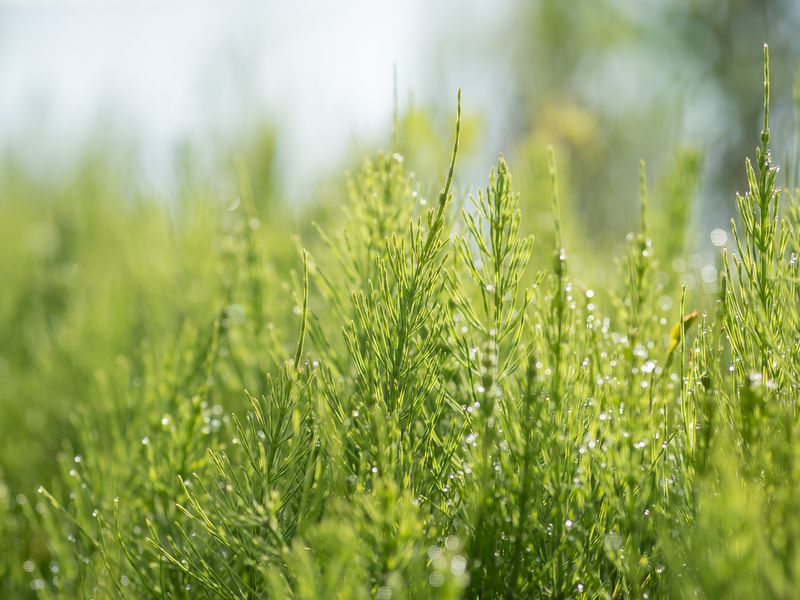 В утренних дебрях хвоща фото превью