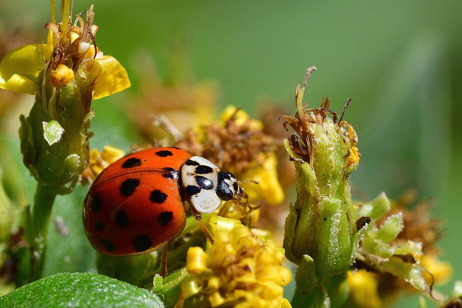 , Корнейчук Игорь