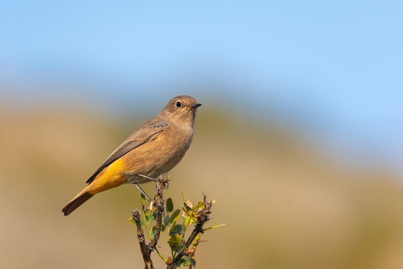 горихвостка, чернушка, горихвостка-чернушка, птица, птицы, лето, август, природа, фотоохота, алтай, горный алтай, кату-ярык О горихвостке фото превью