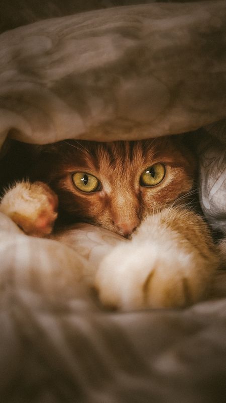 животные В домике фото превью