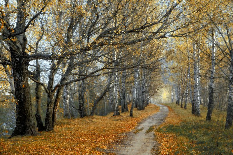 осень, аллея, деревья, листопад, сентябрь И только шорох опадающих листьев... фото превью