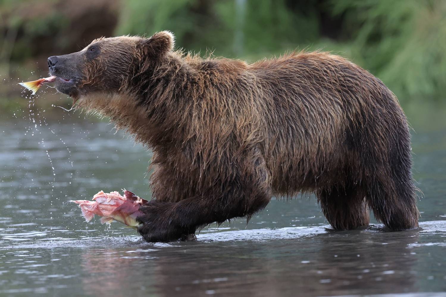 , Голубков Леонид
