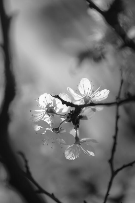 терновник, чб, цветы В рамке фото превью