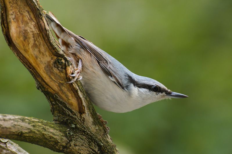 Поползень фото превью