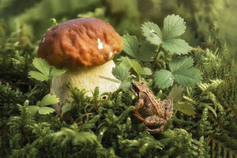 фото превью