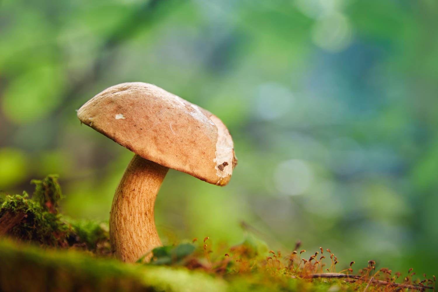 гриб, Валерий Вождаев