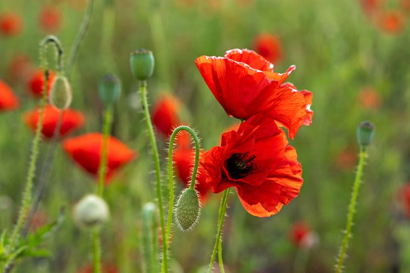 Маки фото превью