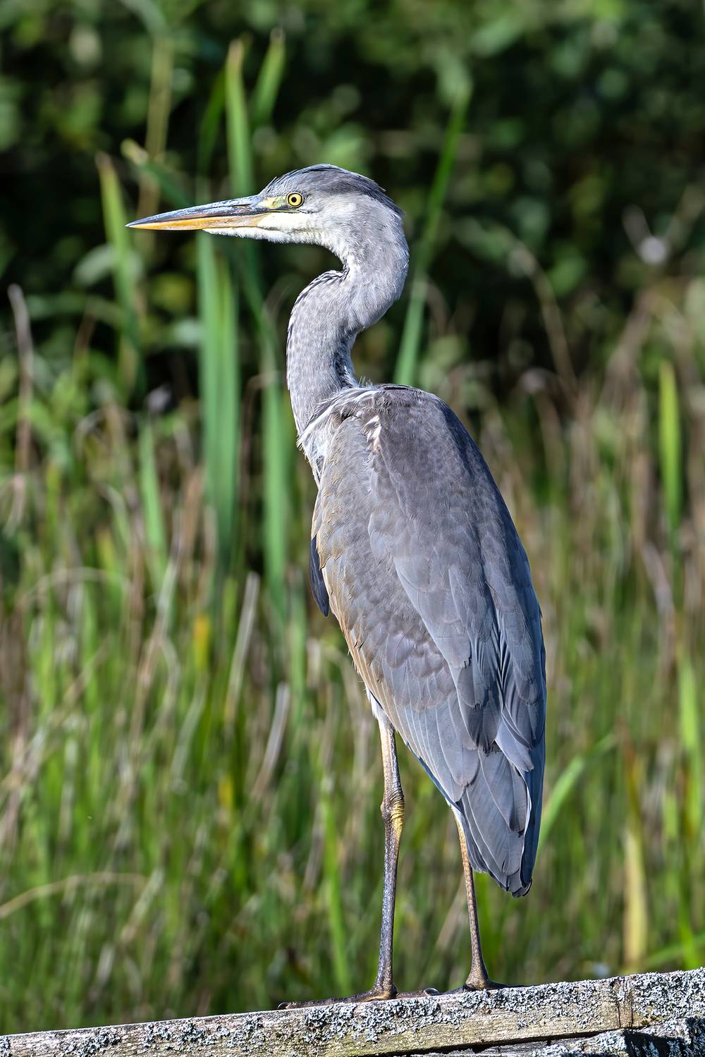 , Молодкин Дмитрий