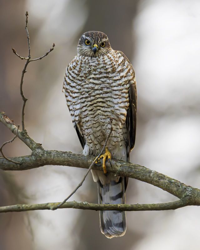 перепелятник, птицы, ястреб Перепелятник фото превью