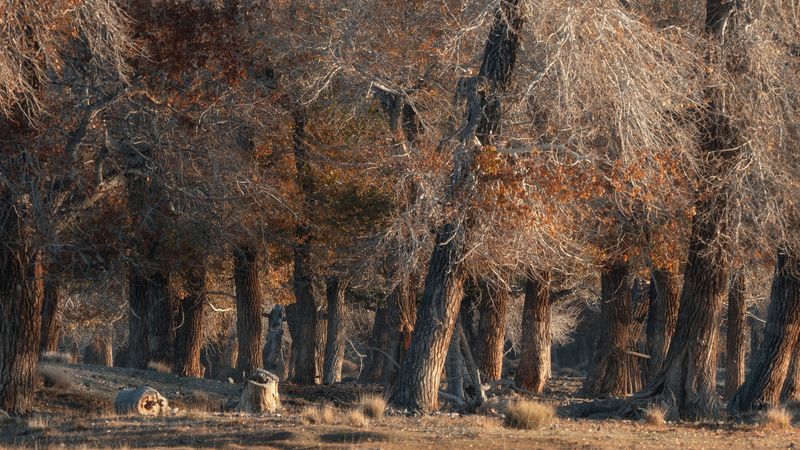 Сухостой на рассвете. Алтай 2024. фото превью