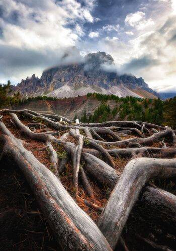 Unrestrained roots
