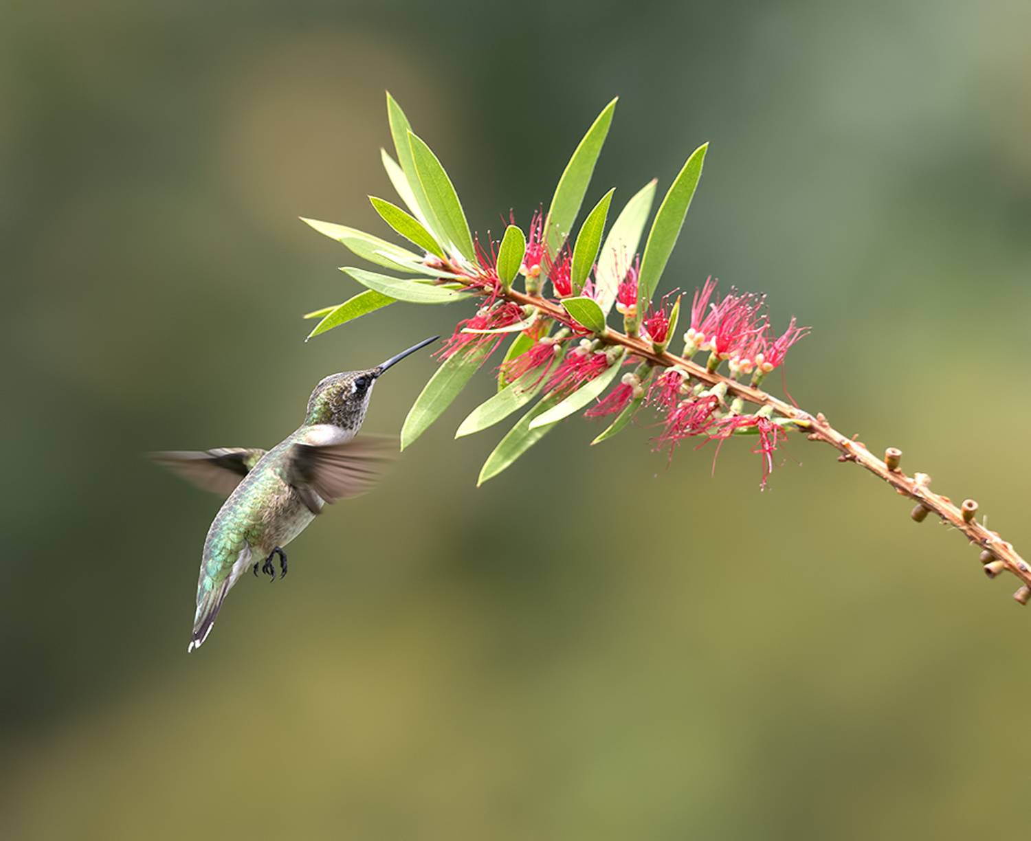колибри,ruby-throated hummingbird, hummingbird, Etkind Elizabeth