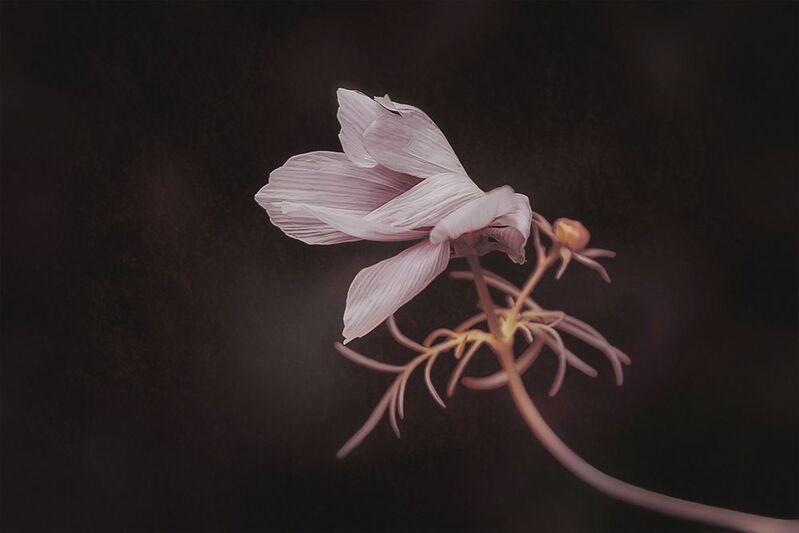 цветок космея ветер Космея, ветер... фото превью