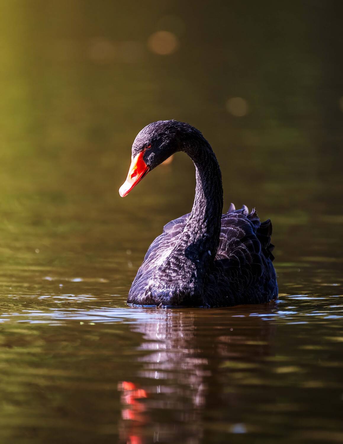 , Павел Ныриков