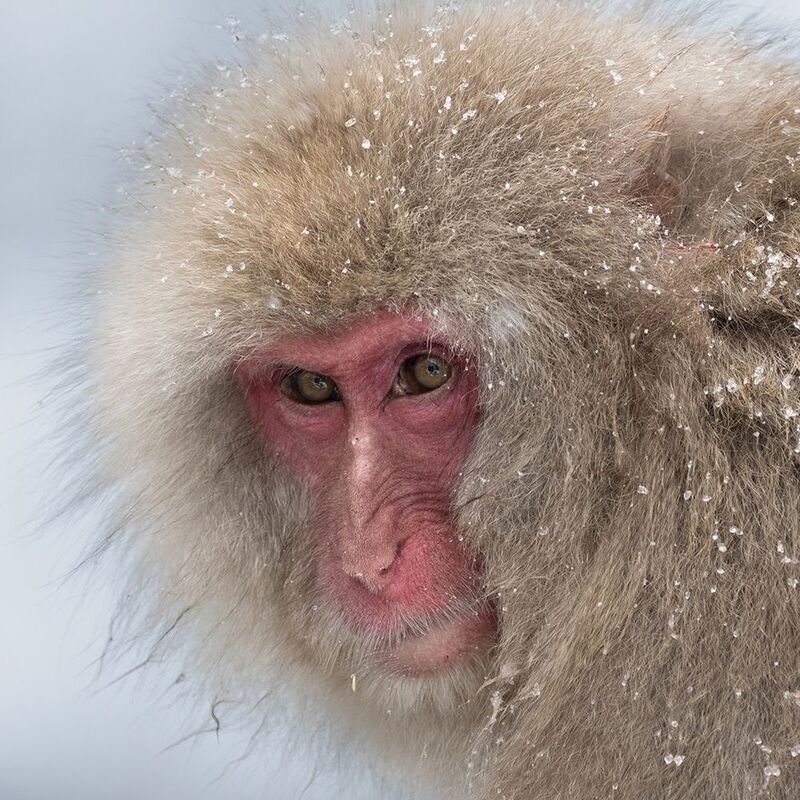 japan, honshu, nagano, winter, snow, photography, workshop, japanese_macaques, snow_monkeys, jigokudani, hell_valley, worldphototravels, mikereyfman, wildlife_photography, nature_photography, photo_workshop The Eye Contact фото превью